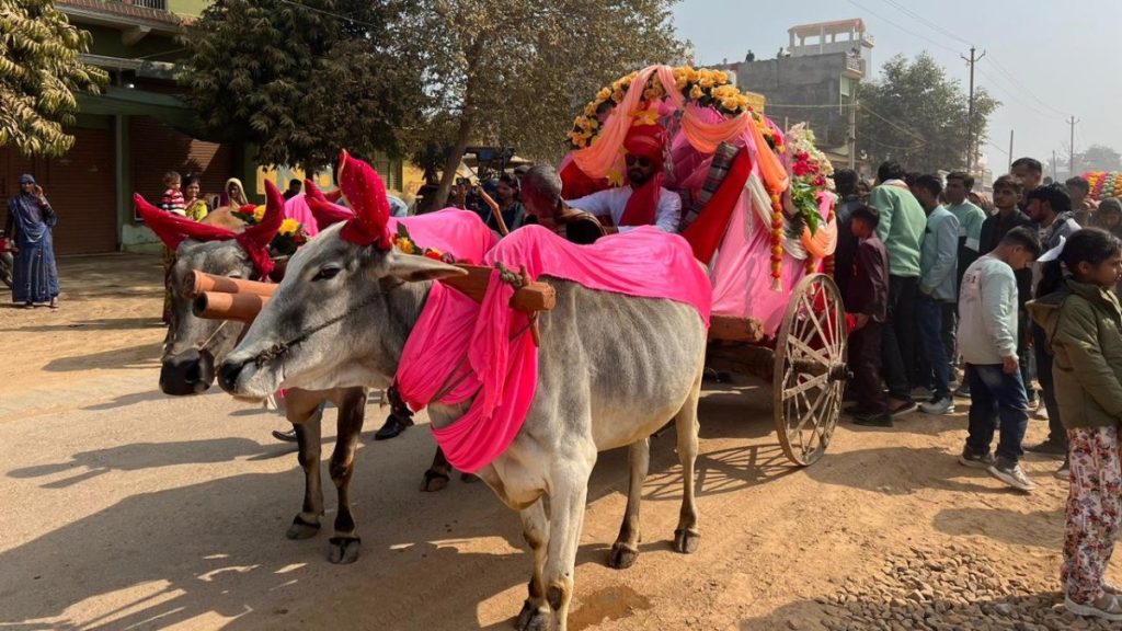 उत्तर प्रदेश के हमीरपुर में एक शादी का वीडियो सोशल मीडिया पर वायरल हो रहा है, जहां एक संपन्न परिवार के बेटे ने बेहद सादगी से अपनी शादी रचाई. दरअसल, बेटे ने अपने किसान पिता की इच्छा पूरी करने के लिए पुरानी परंपरा से ना सिर्फ मंडप में सात फेरे लिए बल्कि लग्जरी कार के बजाय बैलगाड़ी से दुल्हन की विदाई कराई. इस अनोखी विदाई को देखने के लिए महिलाओं की भीड़ उमड़ पड़ी. दुल्हन को बैठाकर दूल्हा खुद ही बैलगाड़ी से अपने घर पहुंचा, जहां परिवार और पड़ोसियों ने दोनों का जोरदार स्वागत किया. विदाई के वक्त बैकग्राउंड में 'कौन दिशा में लेके चला रे बटोहिया...' सॉन्ग चल रहा था. दरअसल, हमीरपुर जिले के राठ कस्बे के चरखारी रोड निवासी राजीव उर्फ राजू द्विवेदी खेतीबाड़ी करते हैं. राजीव करीब 55 बीघे जमीन के काश्तकार हैं. उन्होंने अपने पुत्र विवेक उर्फ राजा द्विवेदी की शादी महोबा जिले के सूपा गांव में राकेश शुक्ला की पुत्री रोहिणी के साथ तय की थी. कन्या पक्ष के लोगों ने राठ कस्बे में आकर गेस्टहाउस में आकर शादी संपन्न कराने के लिए इंतजाम किया था. बैंड-बाजे के साथ बारात गेस्टहाउस पहुंची जहां बारातियों का जमकर स्वागत और सत्कार किया गया. द्वारचार के बाद वरमाला की रश्में की गईं. फिर शादी के मंडप में दूल्हे ने दुल्हन के साथ सात फेरे लिए. अगले दिन सोमवार को विदाई की बेला आई तो दूल्हे ने लग्जरी कार से विदाई कराने से साफ इंकार कर दिया. उसने दुल्हन पक्ष के लोगों से कहा कि पिता की इच्छा है कि पुरानी परंपरा के तहत बैलगाड़ी से दुल्हन की विदाई कराई जाए. दूल्हे की डिमांड सुनकर कन्या पक्ष के लोग दंग रह गए. आनन-फानन राठ क्षेत्र के टोला गांव से एक बैलगाड़ी का इंतजाम कराया गया. बैलगाड़ी को खूब सजाया गया और विदाई के लिए दुल्हन को बैलगाड़ी में बैठाया गया. दुल्हन को बैलगाड़ी में बैठाने के बाद दूल्हा खुद ही बैलगाड़ी को हांकते हुए घर तक ले गया. बैलगाड़ी से दुल्हन की विदाई का नजारा देख गांव-मोहल्ले के लोग दंग रह गए. दूल्हा करोड़पति तो दुल्हन भी बीटीसी की कर रही पढ़ाई शादी संपन्न होने के बाद इलेक्ट्रिक स्कूटर एजेंसी के मालिक दूल्हे राजा द्विवेदी ने बताया कि पिता ने कहा था कि शादी के बाद दुल्हन की विदाई सिर्फ बैलगाड़ी से होनी चाहिए, इसलिए पिता की इच्छा पूरी की गई है. राजा ने बताया कि बैलगाड़ी से दुल्हन की विदाई कराकर घर तक पहुंचने में काफी समय लग गया. घर के दरवाजे पहुंचते ही परिवार और पड़ोसियों ने खूब स्वागत किया, फूलों की बारिश भी की गई. उधर, चरखारी में बीटीसी की पढ़ाई कर रही दुल्हन रोहिणी की भी खुशी से आंखें भर आईं.